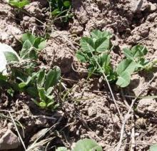 Pesoleres acabadades de germinar